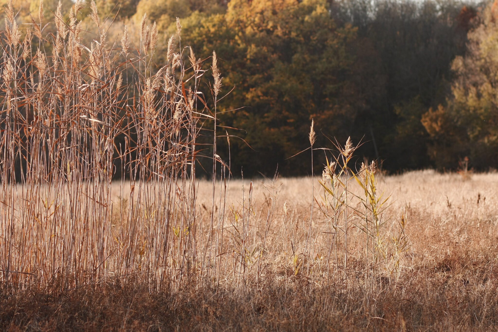 autumn-TeRex_Carbine_BG
